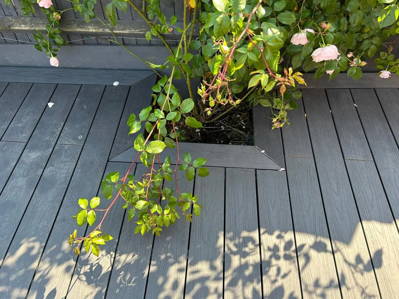 A potted plant on a wooden deck.